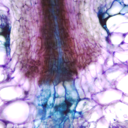 Coordinated heme biosynthesis in plant nodules. Photo supplied by Min-Yao Jhu.