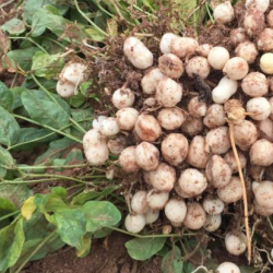 Harvested Bambara groundnut plant with pods. Photo credit: Dr Aloyce Callist Kundy, Tanzania Agricultural Research Institute (TARI) Naliendele, Mtwara.