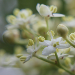 Elderflower taken during field work. Photo credit: Alison Scott-Brown.