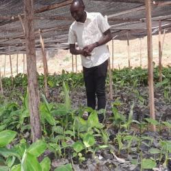 Banana seed enterprise in Rwanda. Photo credit Dr Aman Bonaventure Omondi. 