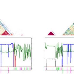 graphic related to centromere research
