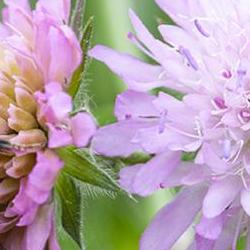 Bee on a scabious flower