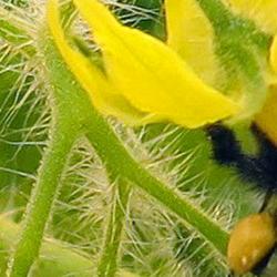 Bee on tomato flower