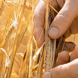 Scientists hands examine a barley spike