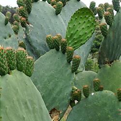 Opuntia cacti in Arribes del Duero Natural Park in Spain