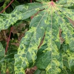 Viral transmission of Cassava mosaic disease by B. tabaci whitefly on a leaf