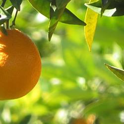 citrus orchards near segunto from wikicommons