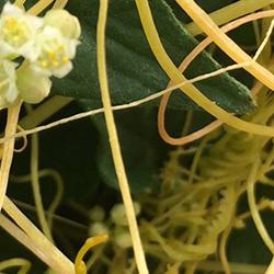 Dodder on tomato plants