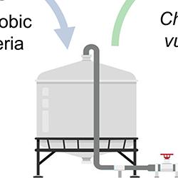 Digestate process to produce vitamin B12