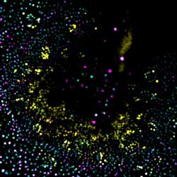 Confocal image of Marchantia meristem displaying multiple fluorescent reporters from the promoter collection