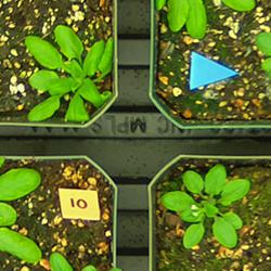 Drought treated plants in pots under the new remote sensing system