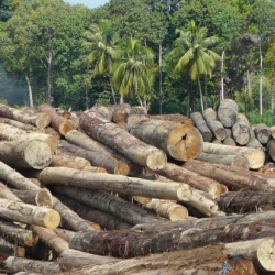 Tropical forest logging concessions