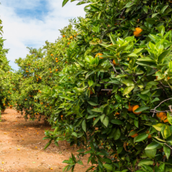 Orange orchard in Alzira, Valencia Provence, Eastern Spain. Getty images. Credit © Allard Schager.