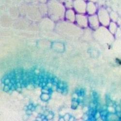 Plant cross section illustrative image 