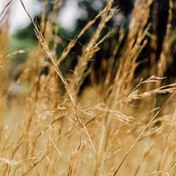 Dry grass similar to crops in a field