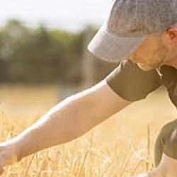 Scientist in wheat field