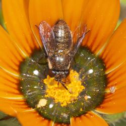 Gorteria diffusa with a small bee-fly Megapalpus capensis on the petals