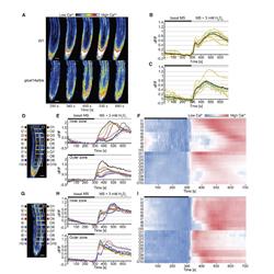 a collection of graphs