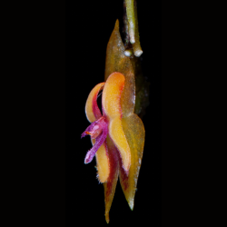 Lepanthes bachue orchid flower