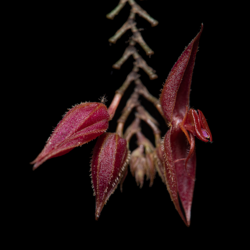 Lepanthes chalalensis orchid flower