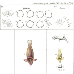 Section of a plate from ‘On the Examination of a Hybrid Digitalis, 1831’ published by Cambridge Philosophical Society.