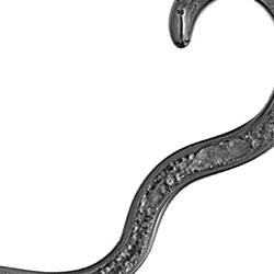 a nematode
