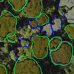 aerial visualisation of tree crown mapping