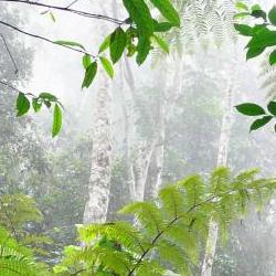 tropical forest