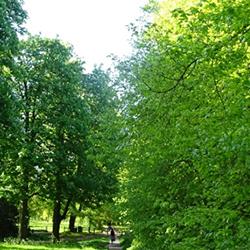 urban forest in a park