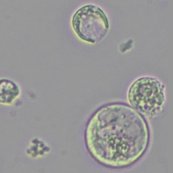 Tomato root protoplasts close up