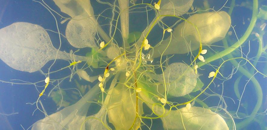 Arabidopsis thaliana plant infected with the cyst nematode Heterodera schachtii