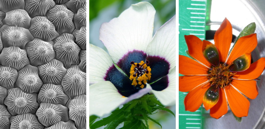 From left to right: petal epidermis of a speedwell flower; Hibiscus trionum flower; insect-mimicking spots on the capitulum of Gorteria diffusa.