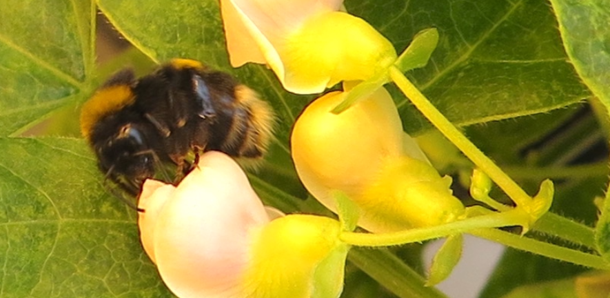 Bumblebee visiting a flower on a BCMV-infected common bean plant. Photo by Alex Murphy.