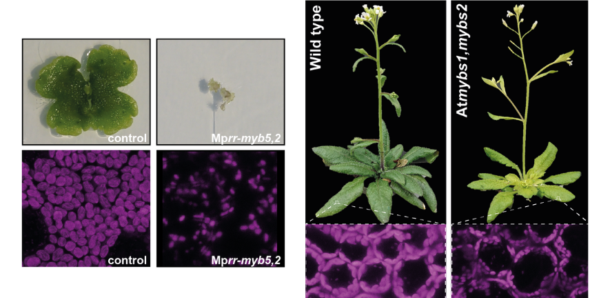 Left: Marchantia control and RR-MYB double mutant plants. Right: Arabidopsis wild type and RR-MYB double mutant plants, Bottom: confocal microscopy images showing the reduced chloroplast size in the mutants.
