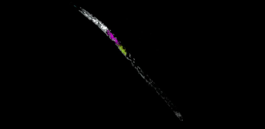 The accompanying confocal 3D projection of DAPI- and HCR in situ-labelled pre-parasitic Heterodera schachtii visualises transcripts of parasitism effectors made within the gland cells. Image source: Dr Alexis L Sperling.