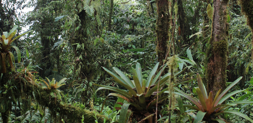 66% of tropical forests have transitioned to novel temperature regimes, including hyperdiverse cloudforests in the Colombian 