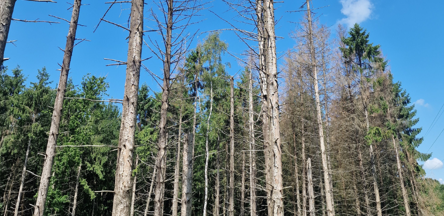 Forest destruction caused by spruce bark beetle