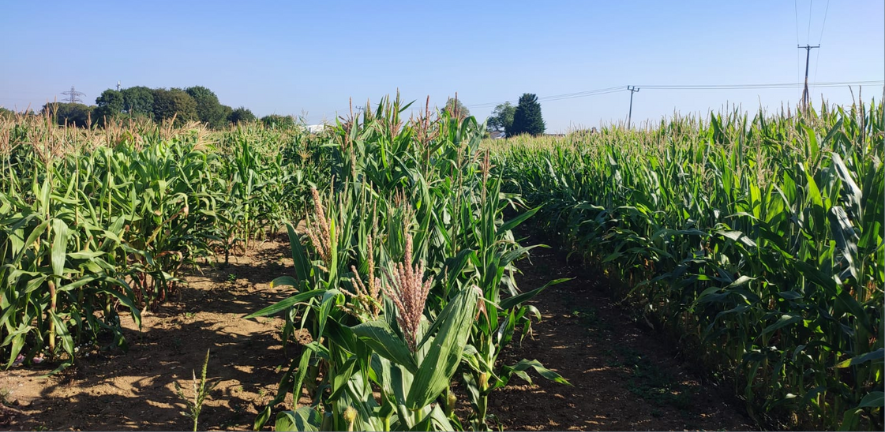 Maize field trials at Niab as part of the CAPITALISE research. Photo credit: John Ferguson.