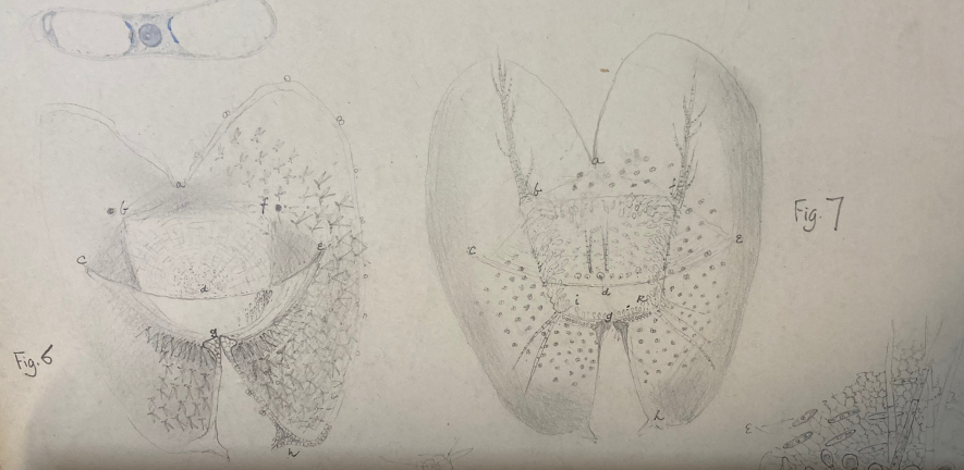 Illustrations of bladderworts from Roger Fry’s thesis on 'The hair structures of the bladders of Utricularia vulgaris'. Photo credit: University of Cambridge.