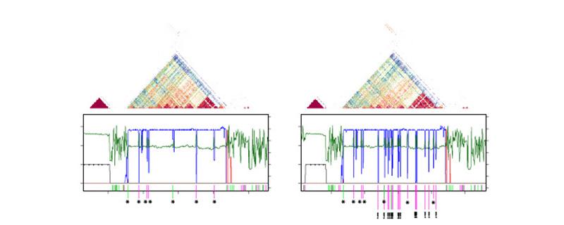 graphic related to centromere research