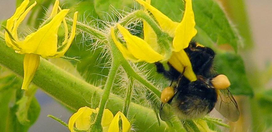 Bee on tomato flower