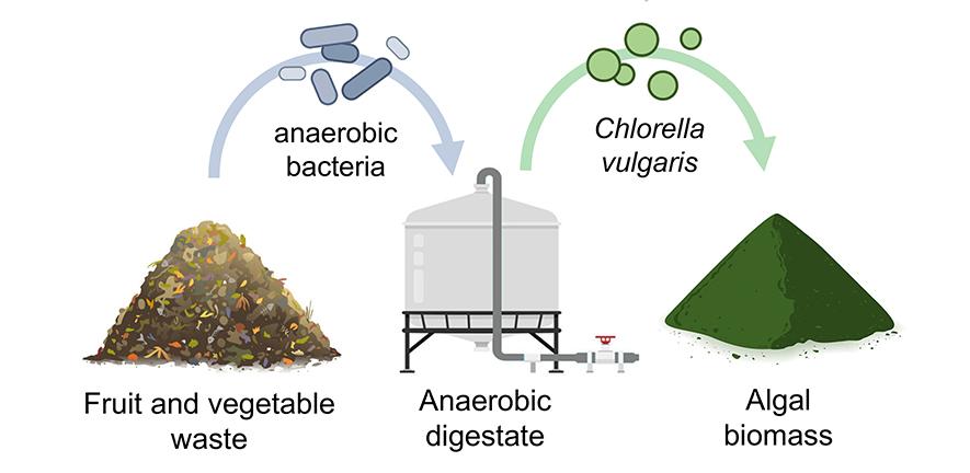 Digestate process to produce vitamin B12