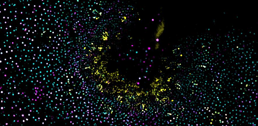 Confocal image of Marchantia meristem displaying multiple fluorescent reporters from the promoter collection