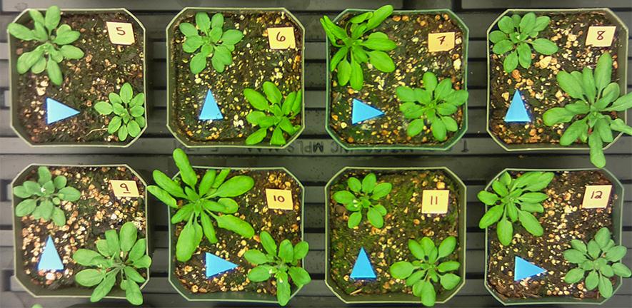 Drought treated plants in pots under the new remote sensing system