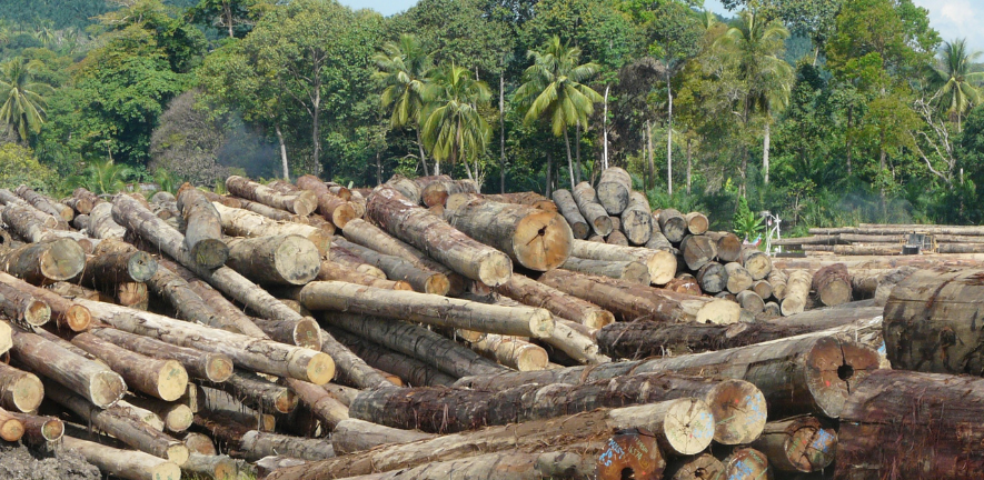 Tropical forest logging concessions