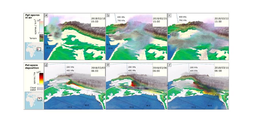 Three dimensional dynamics of long-range atmospheric transport of fungal pathogens transmitting wheat rust wheat rust three dimensional long range atmospheric transport graphics