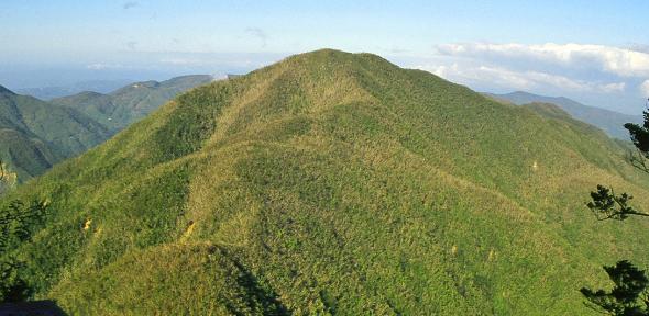 View of John Crow Peak (1762 m) in December 1988, shortly after Hurricane Gilbert. The four plots monitored in the study are located at 1580 – 1620 m by, on and near the ridge centre left John Crow Peak December 1988