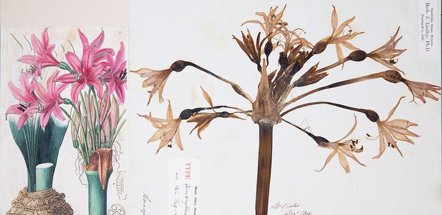 Type specimen of Amaryllis banksiana