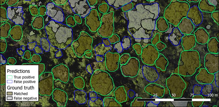 aerial visualisation of tree crown mapping