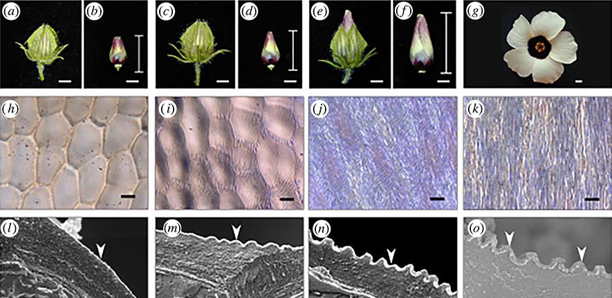 petal ridge formation composite image